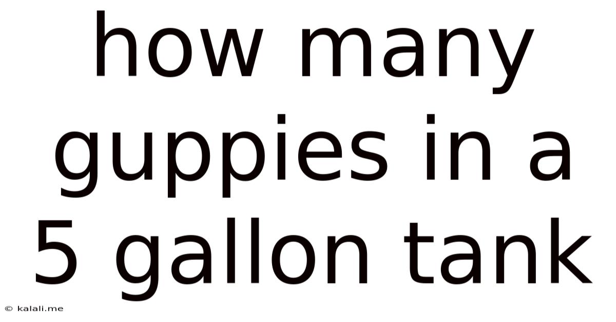 How Many Guppies In A 5 Gallon Tank