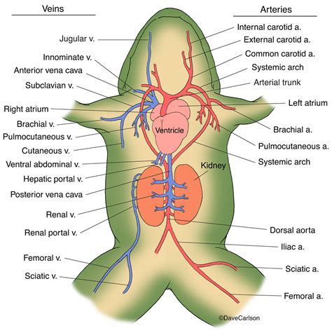 How Many Heart Chambers Do Frogs Have