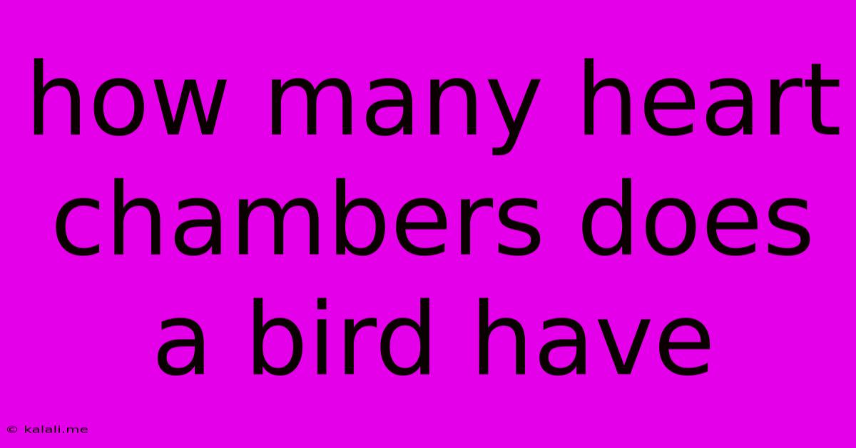How Many Heart Chambers Does A Bird Have