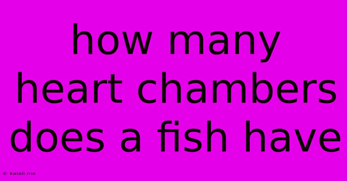 How Many Heart Chambers Does A Fish Have