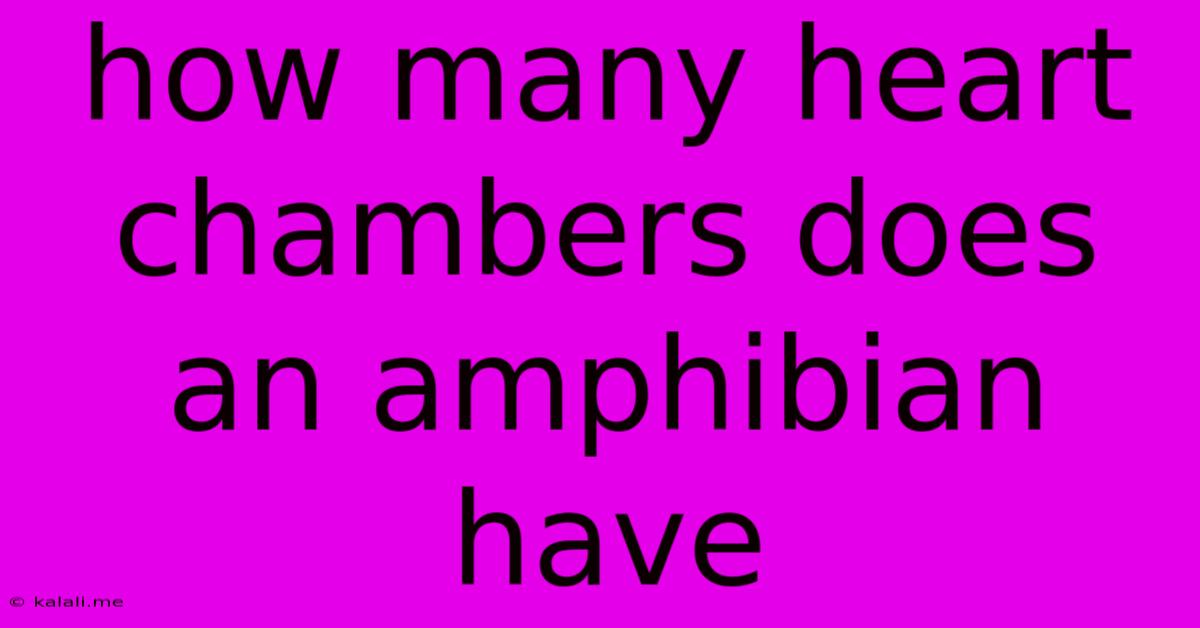 How Many Heart Chambers Does An Amphibian Have