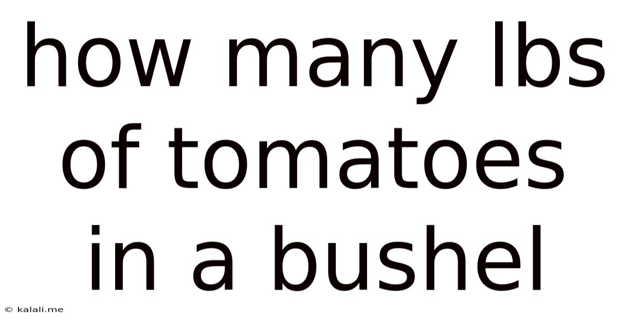 How Many Lbs Of Tomatoes In A Bushel