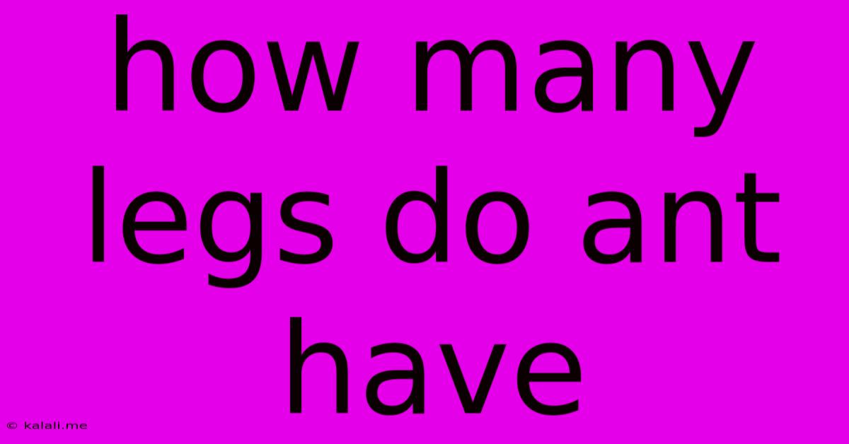 How Many Legs Do Ant Have