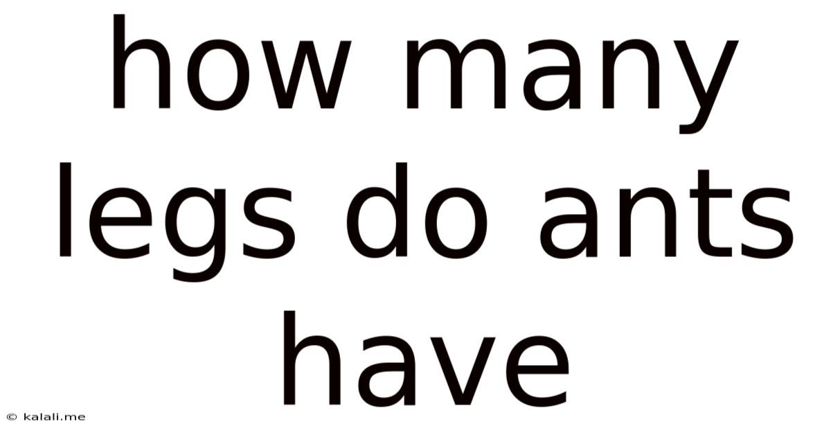 How Many Legs Do Ants Have