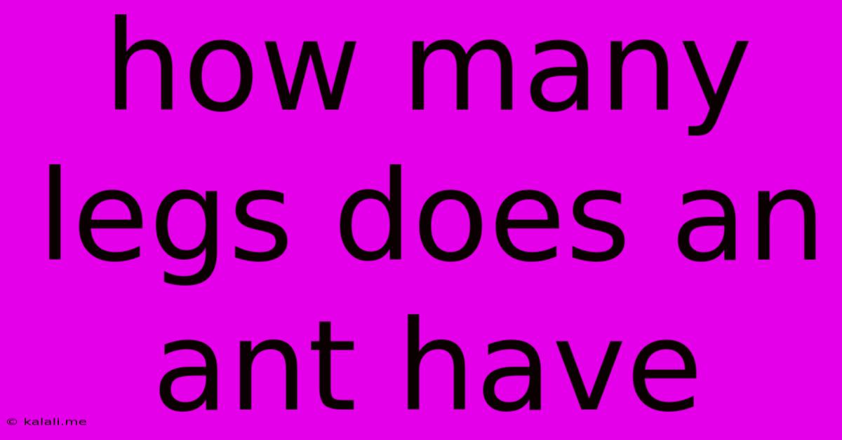 How Many Legs Does An Ant Have