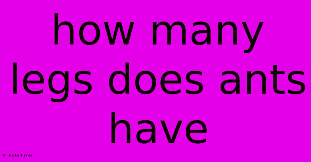 How Many Legs Does Ants Have