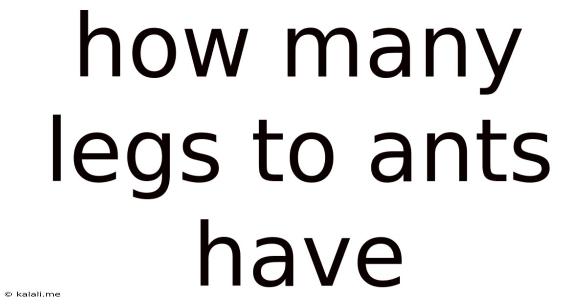 How Many Legs To Ants Have