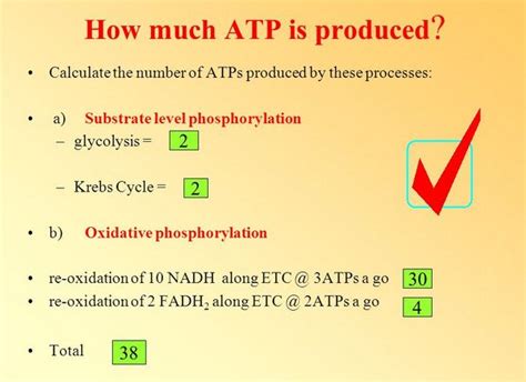 How Many Nadh Are Produced By Glycolysis