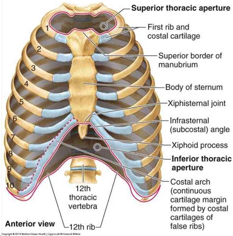 How Many Pairs Of Ribs Articulate Directly With The Sternum