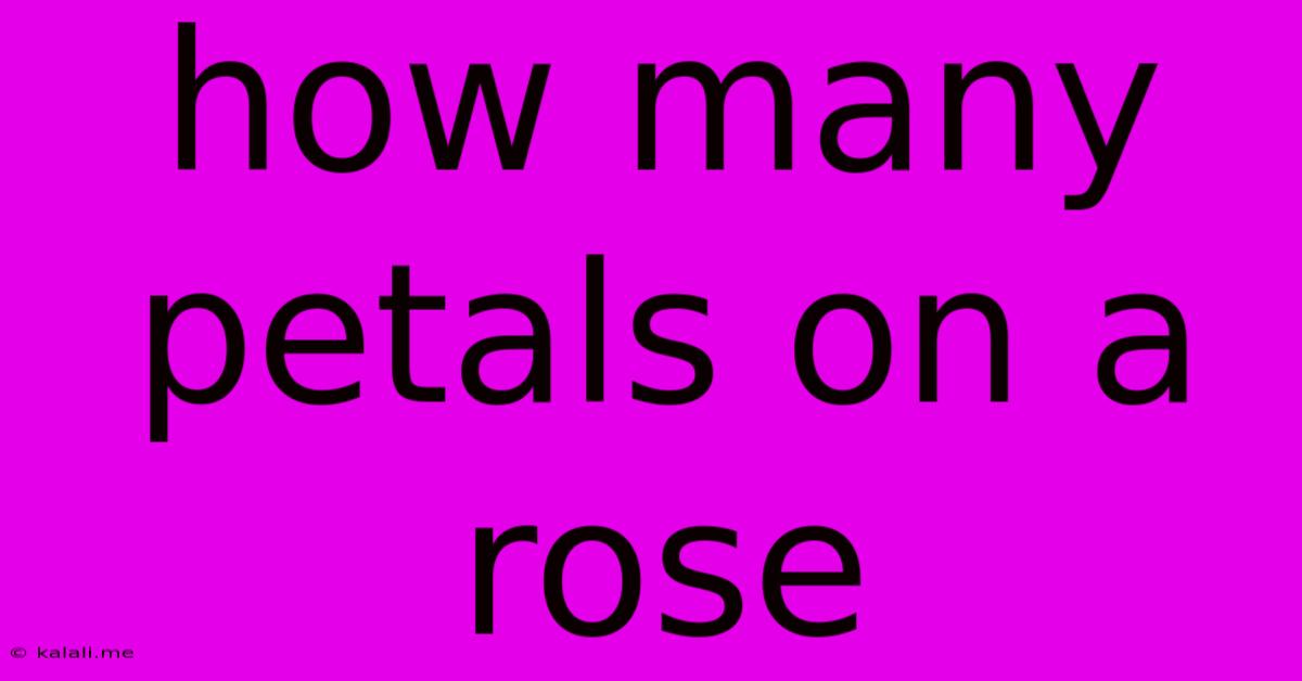 How Many Petals On A Rose