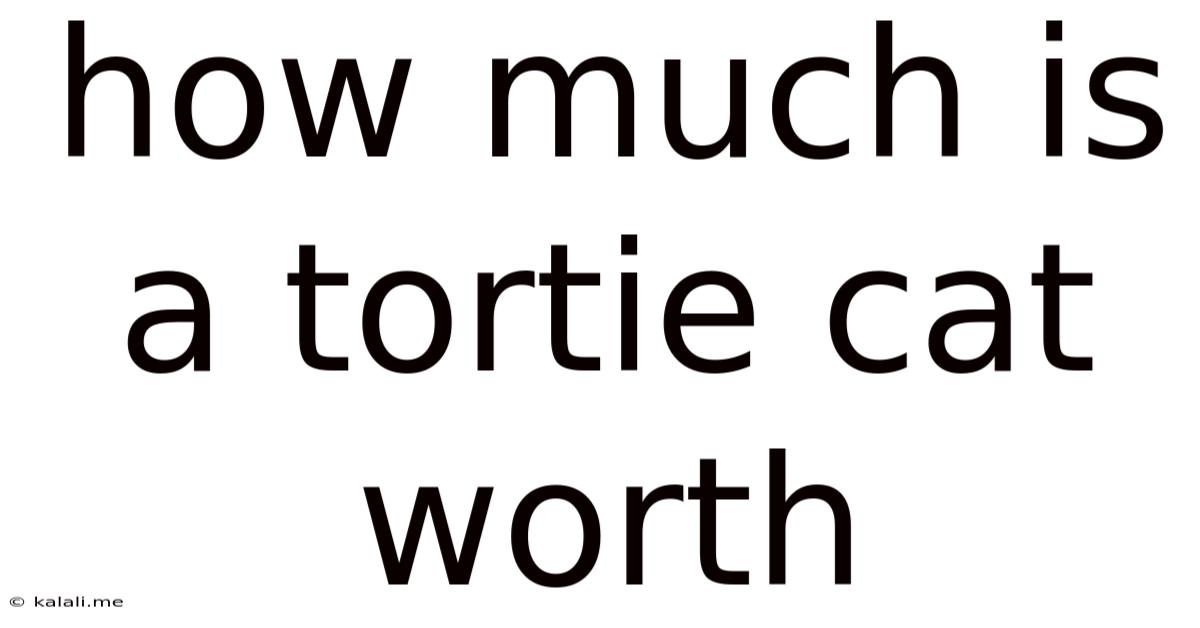 How Much Is A Tortie Cat Worth