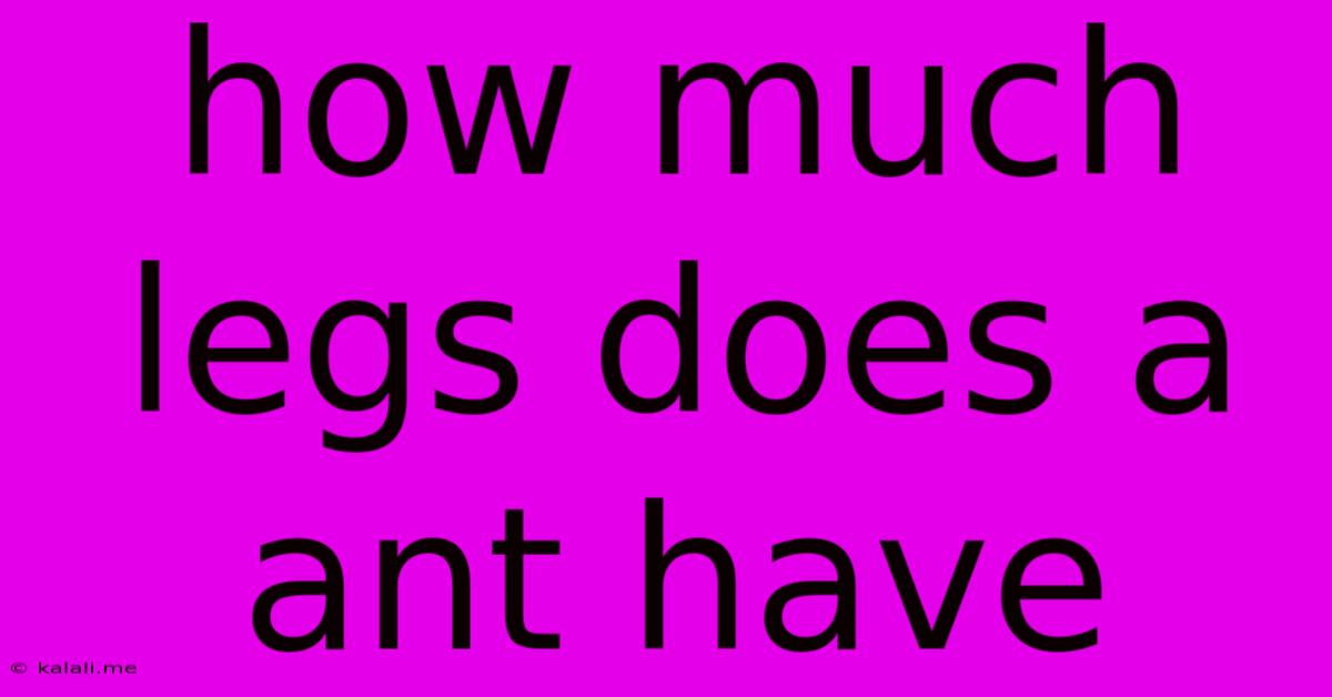 How Much Legs Does A Ant Have