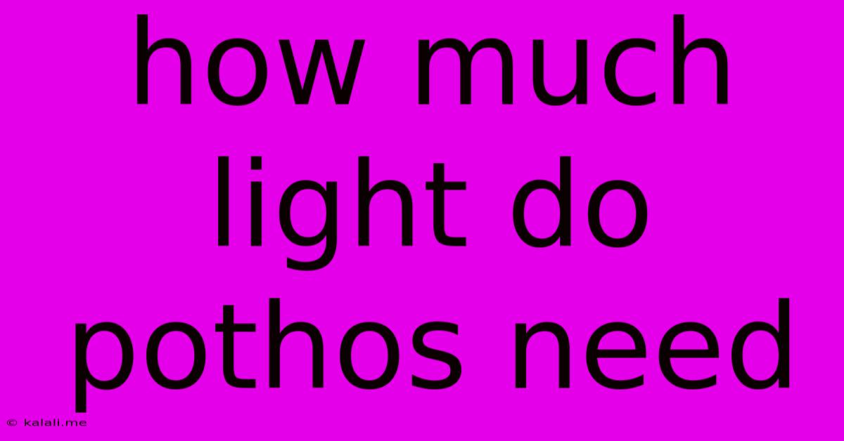 How Much Light Do Pothos Need