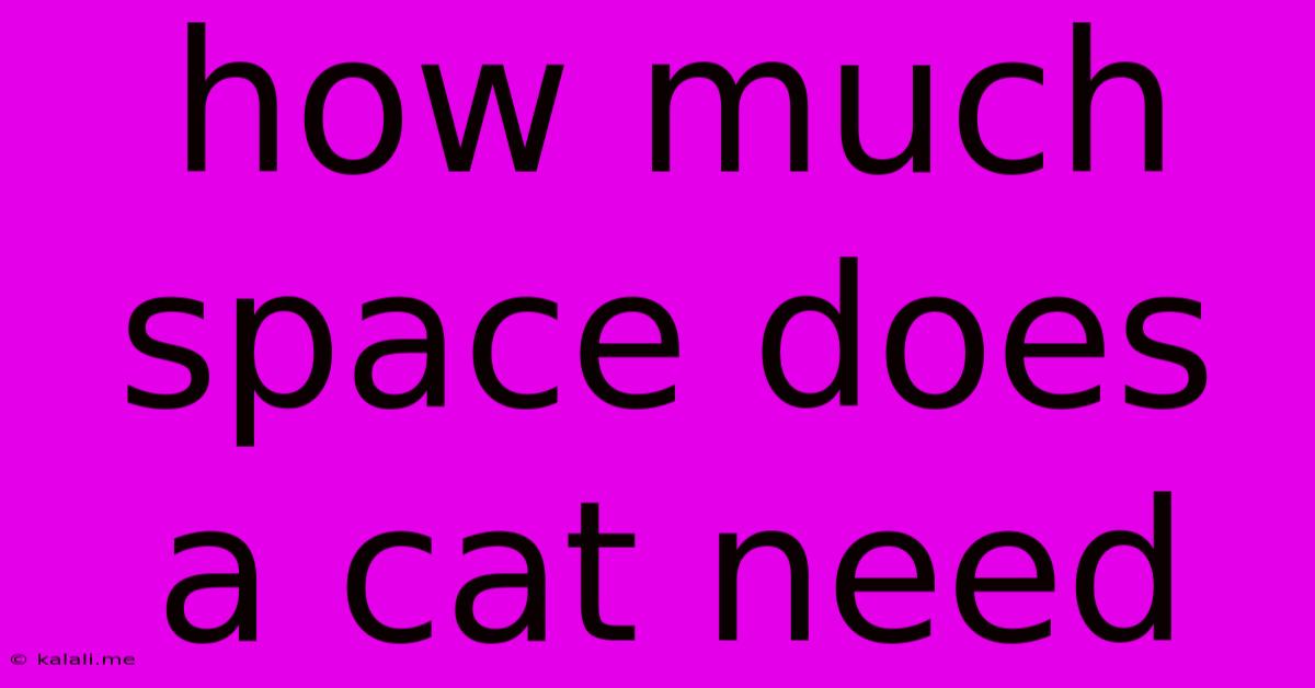 How Much Space Does A Cat Need