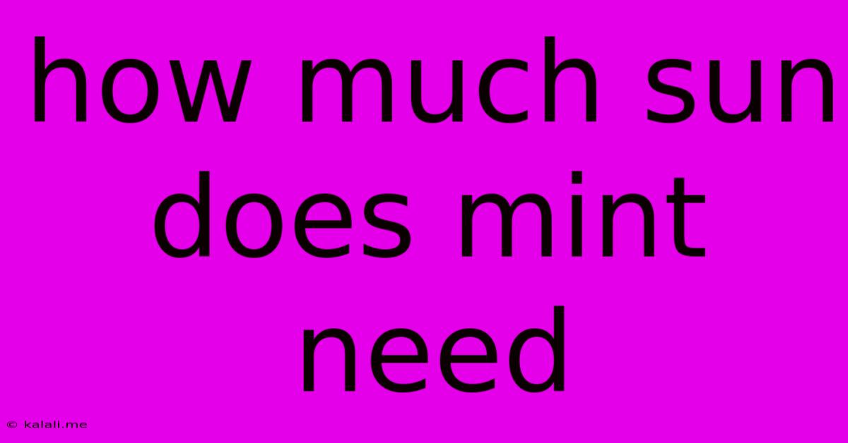 How Much Sun Does Mint Need