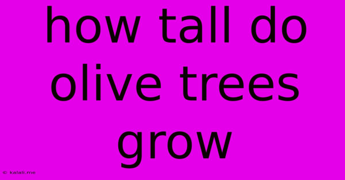 How Tall Do Olive Trees Grow