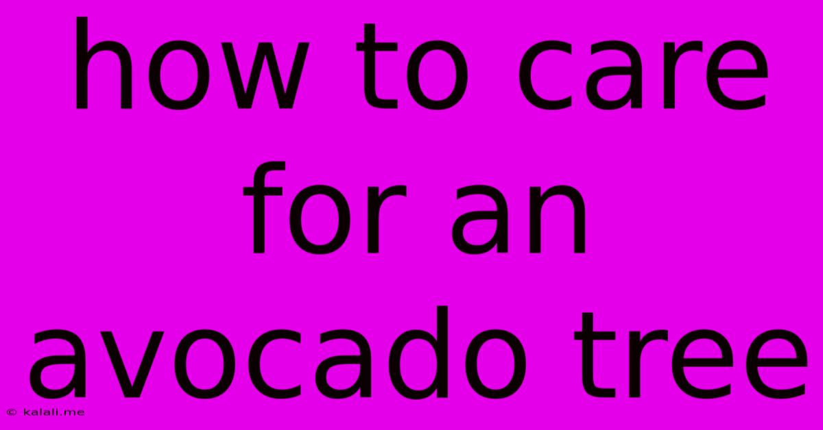 How To Care For An Avocado Tree