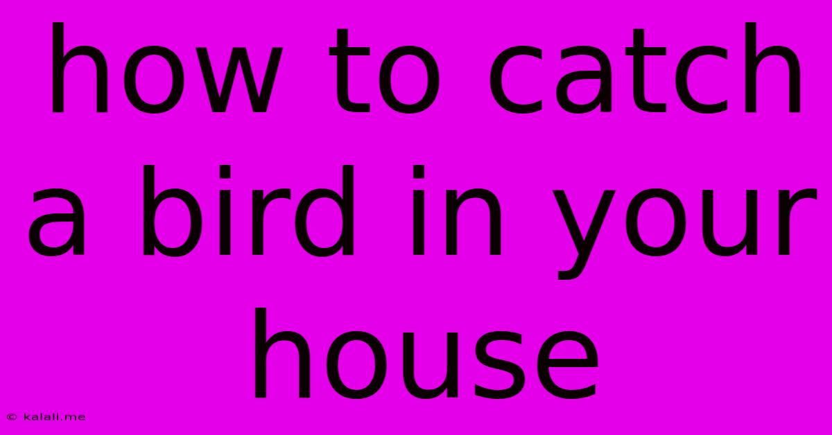 How To Catch A Bird In Your House