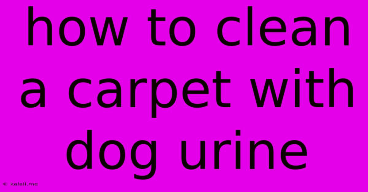 How To Clean A Carpet With Dog Urine