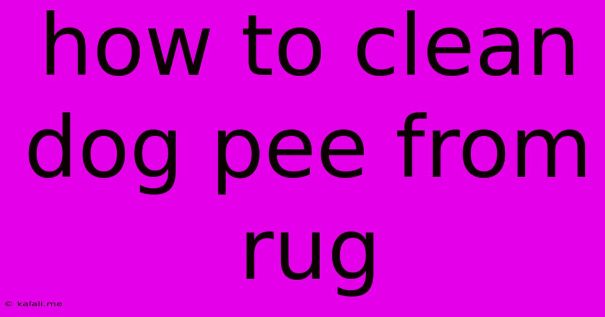 How To Clean Dog Pee From Rug