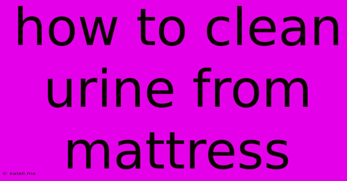 How To Clean Urine From Mattress