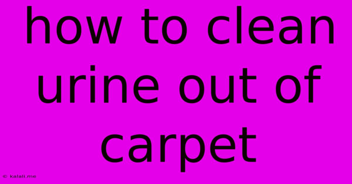 How To Clean Urine Out Of Carpet