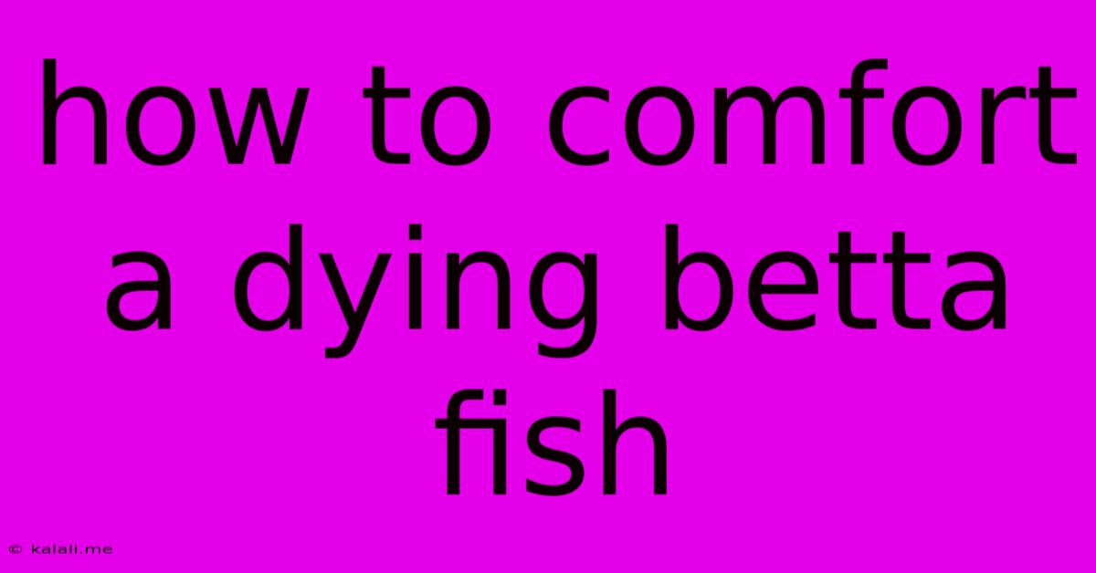 How To Comfort A Dying Betta Fish