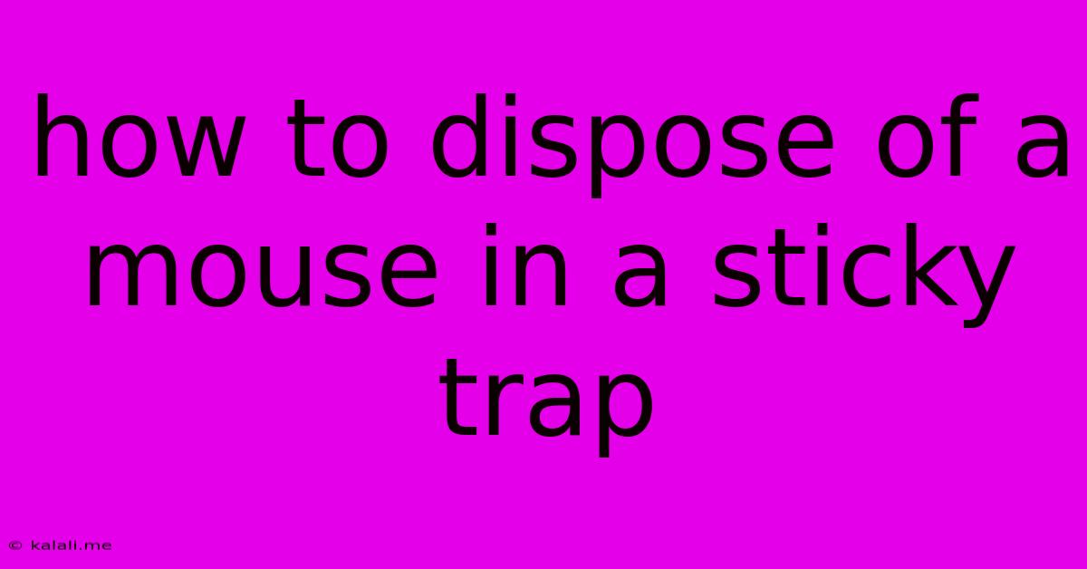 How To Dispose Of A Mouse In A Sticky Trap