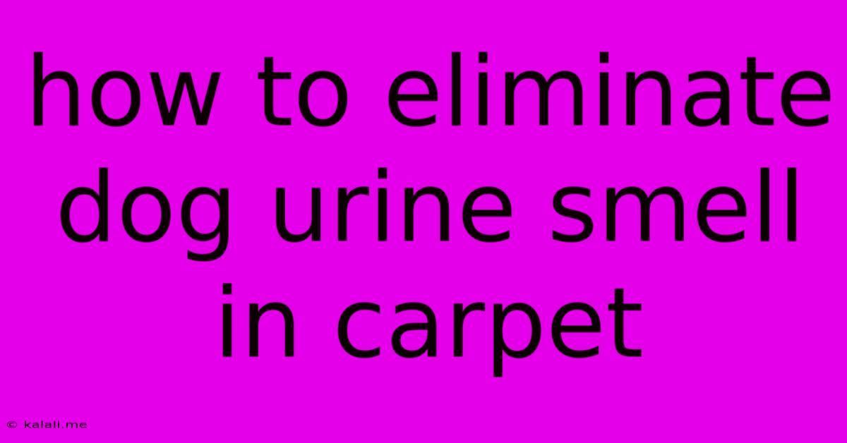 How To Eliminate Dog Urine Smell In Carpet