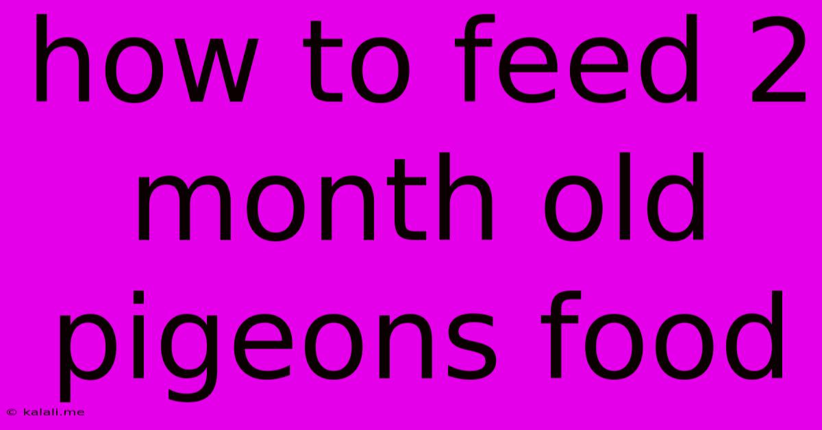 How To Feed 2 Month Old Pigeons Food