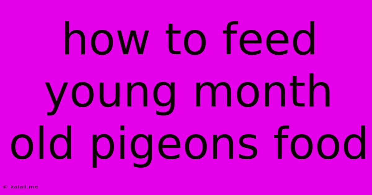 How To Feed Young Month Old Pigeons Food