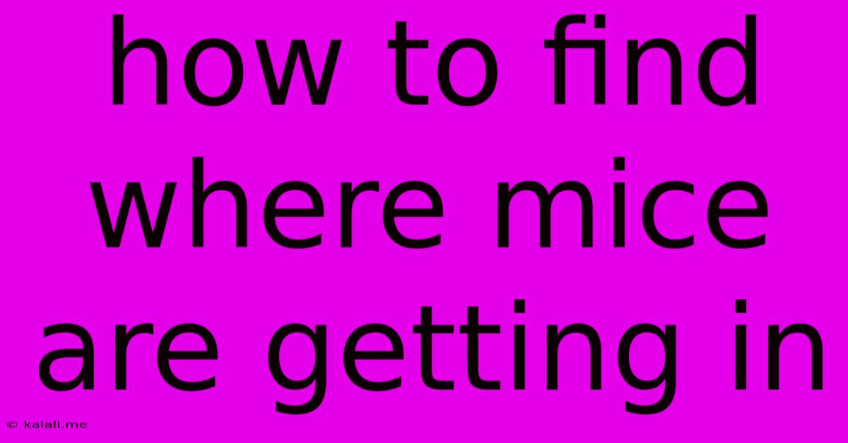 How To Find Where Mice Are Getting In