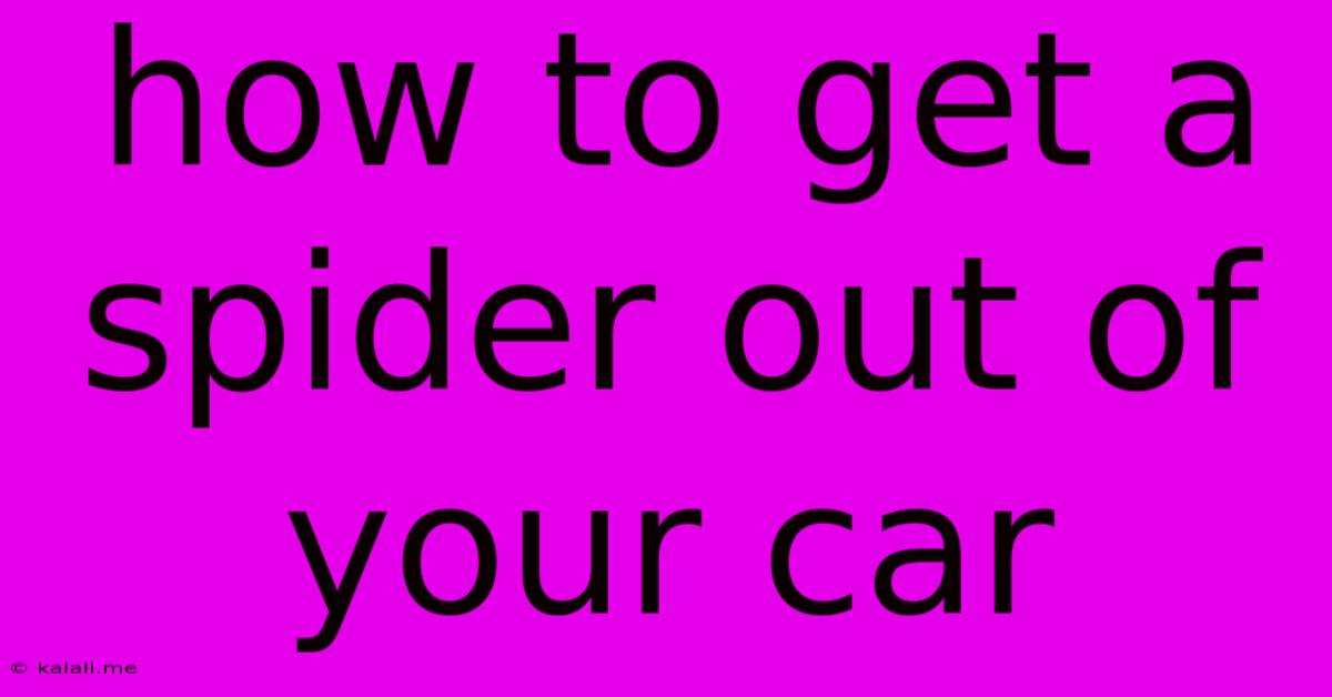 How To Get A Spider Out Of Your Car