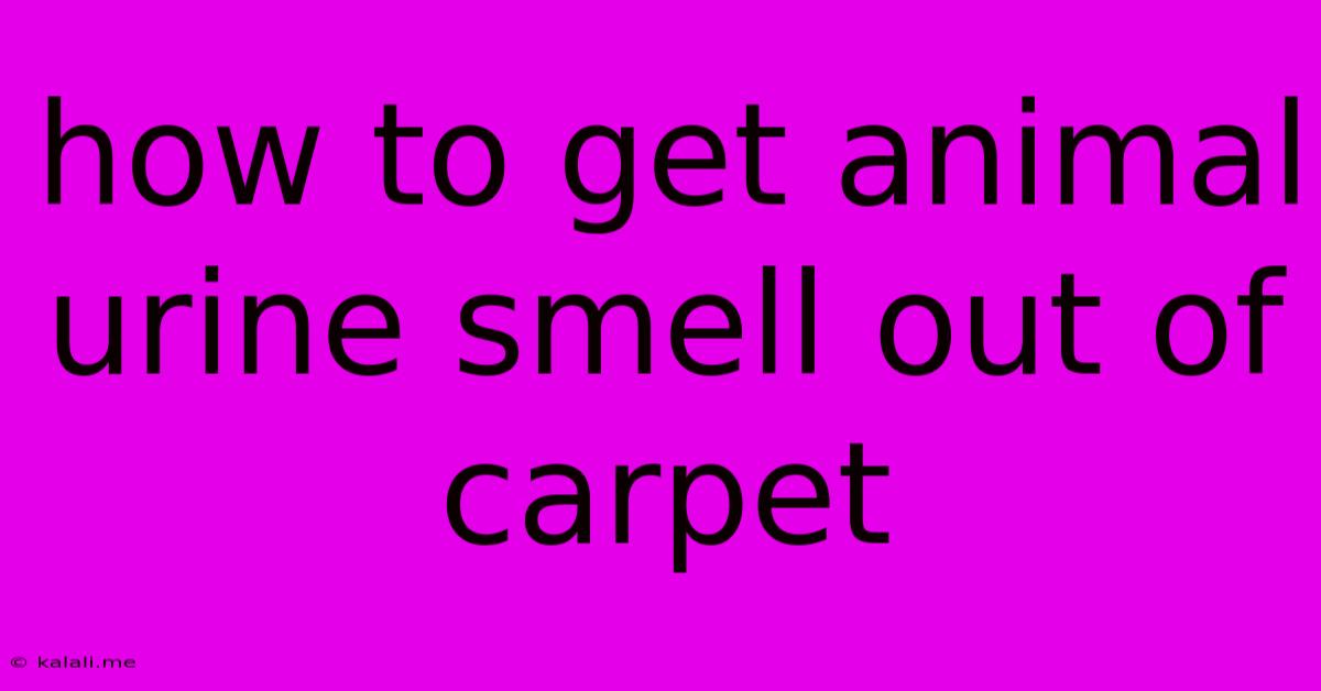 How To Get Animal Urine Smell Out Of Carpet
