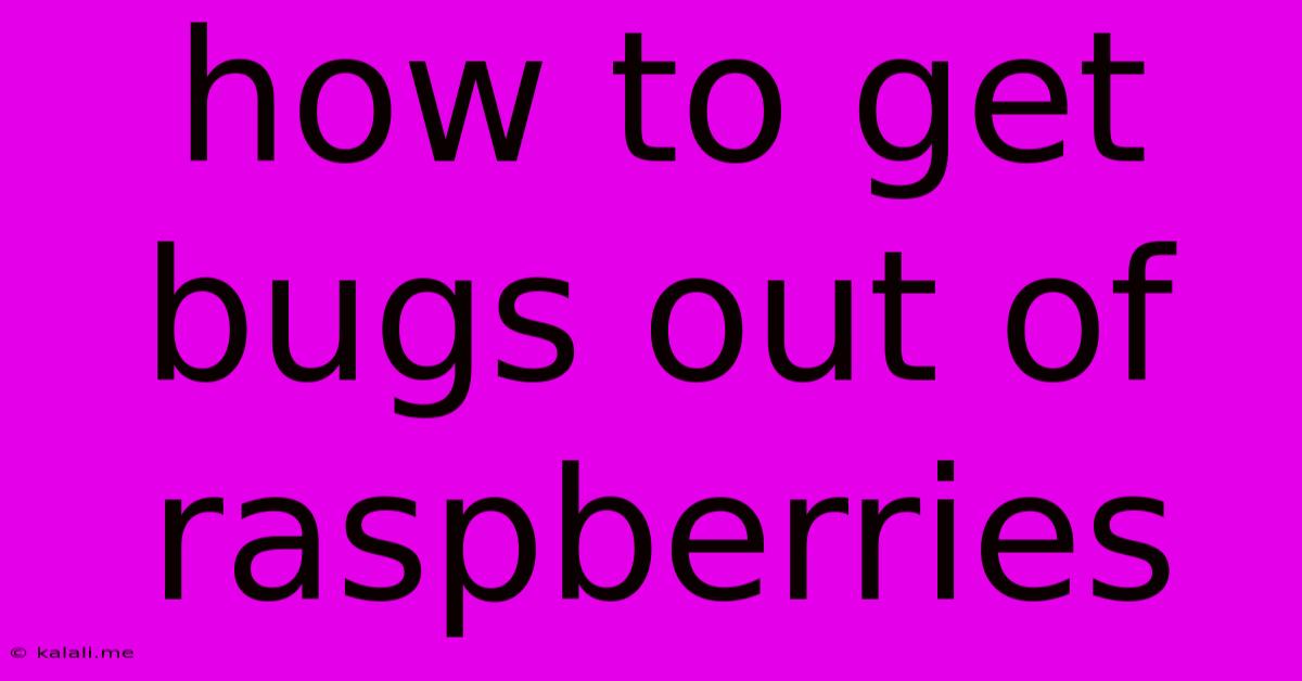 How To Get Bugs Out Of Raspberries