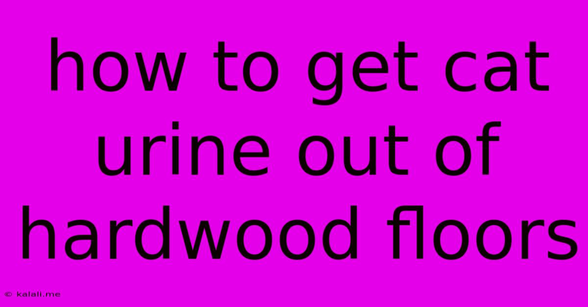 How To Get Cat Urine Out Of Hardwood Floors
