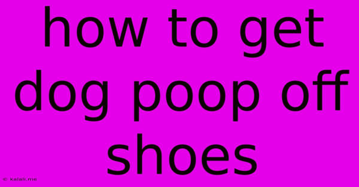 How To Get Dog Poop Off Shoes