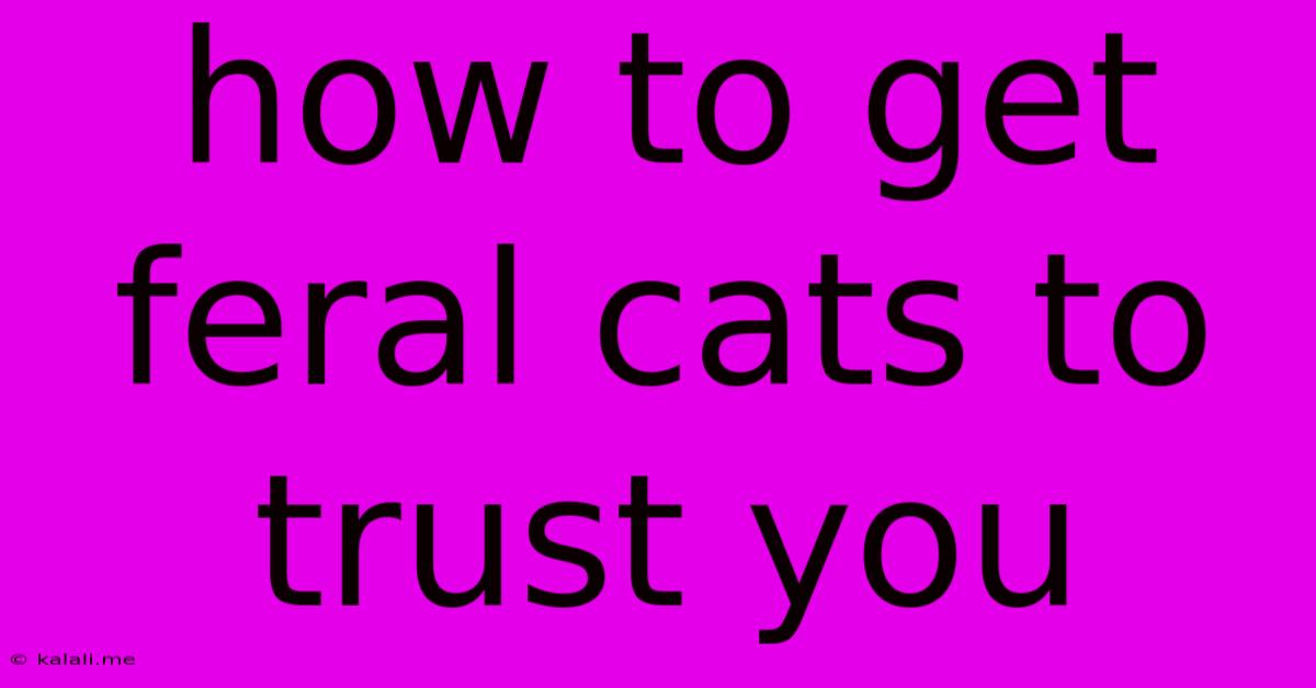 How To Get Feral Cats To Trust You