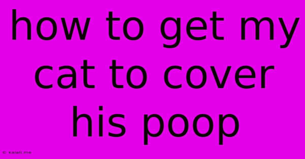 How To Get My Cat To Cover His Poop