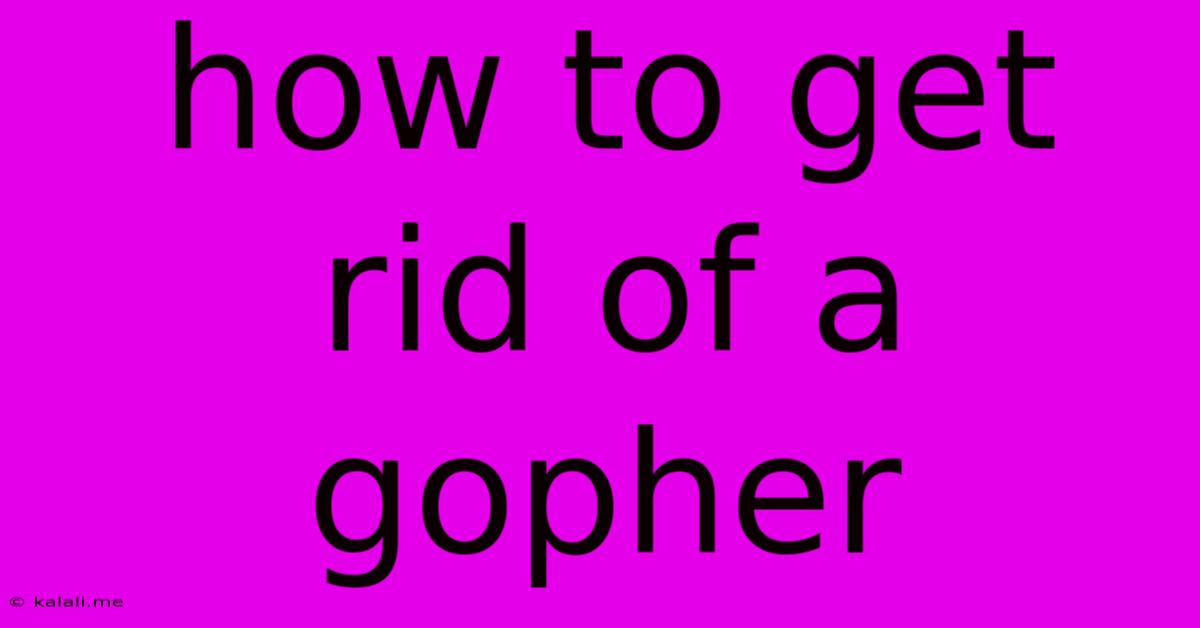 How To Get Rid Of A Gopher