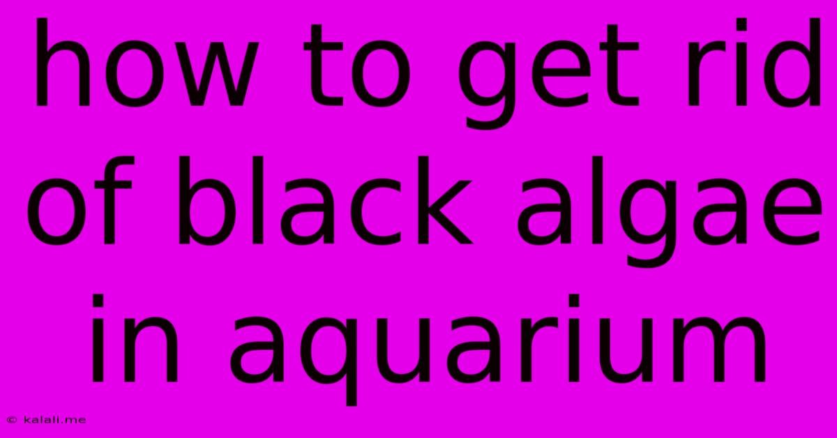 How To Get Rid Of Black Algae In Aquarium