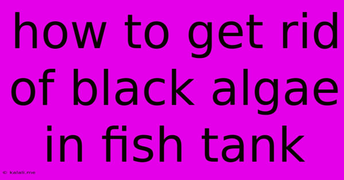 How To Get Rid Of Black Algae In Fish Tank