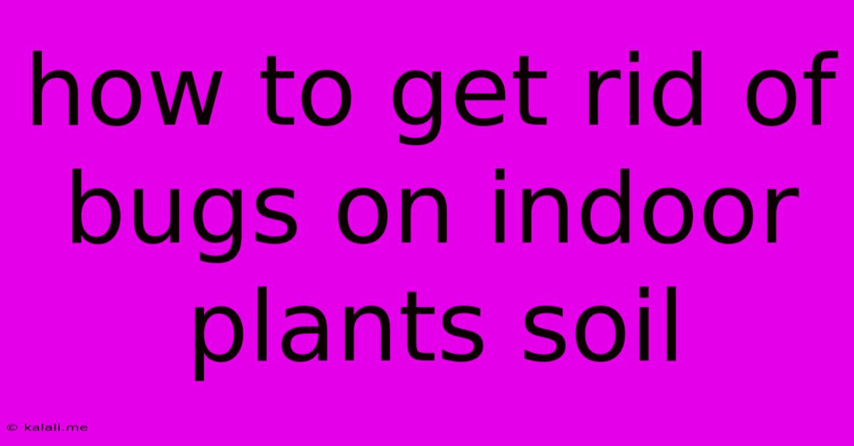 How To Get Rid Of Bugs On Indoor Plants Soil