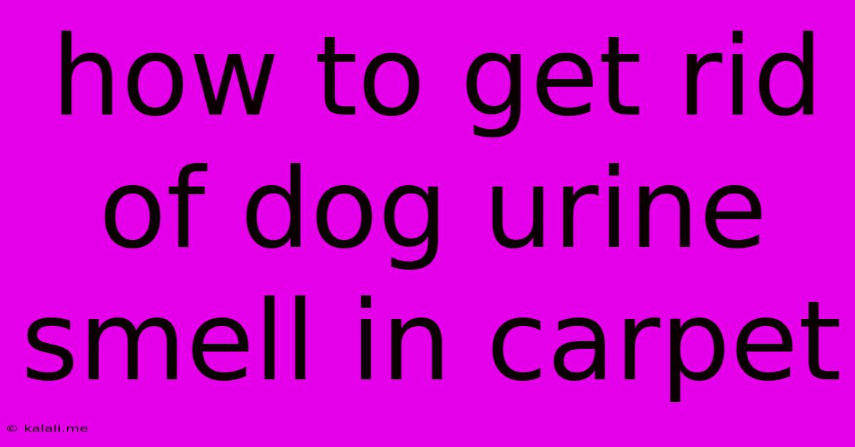 How To Get Rid Of Dog Urine Smell In Carpet