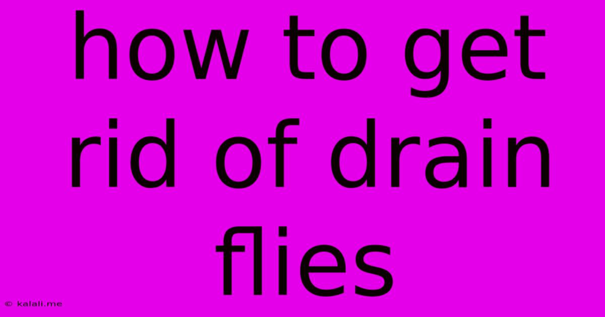 How To Get Rid Of Drain Flies