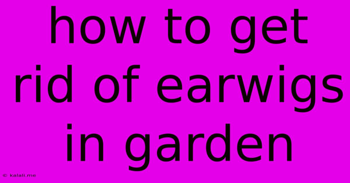 How To Get Rid Of Earwigs In Garden