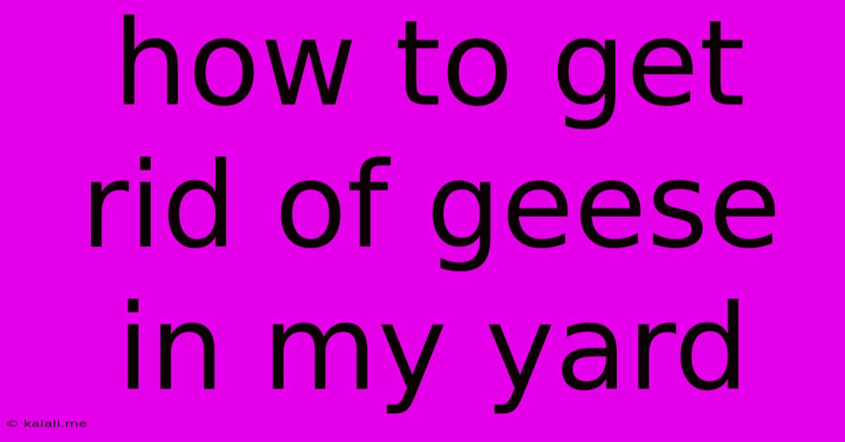 How To Get Rid Of Geese In My Yard