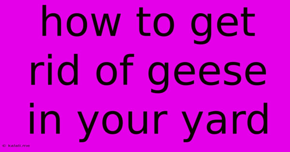 How To Get Rid Of Geese In Your Yard