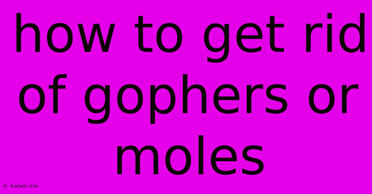 How To Get Rid Of Gophers Or Moles