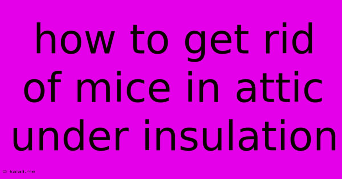 How To Get Rid Of Mice In Attic Under Insulation
